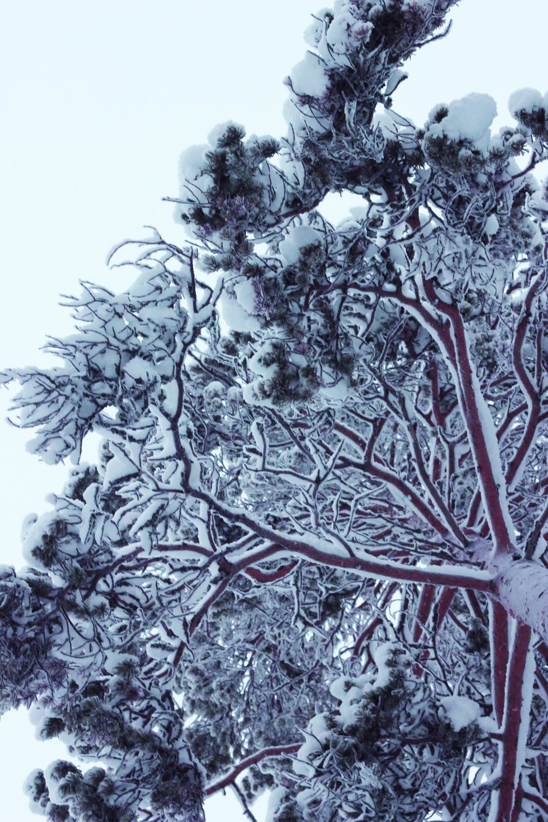 Snow-covered pines lining a groomed trail near Rovaniemi in low winter light